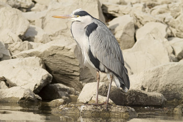 Grey Heron