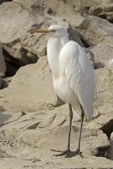 Great Egret