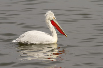 Dalmatian Pelican
