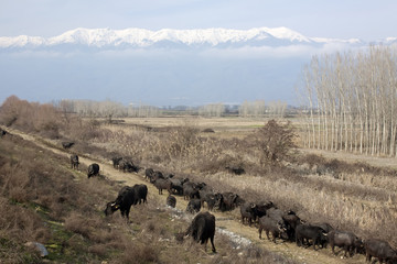 Fototapeta na wymiar Buffalos In Northern Greece