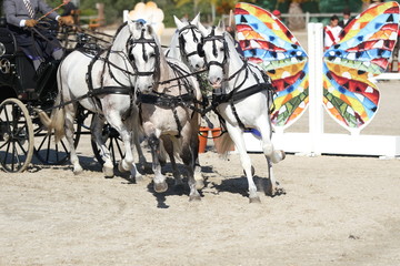 Vierergespann im Galopp
