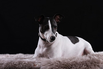 Jack Russel auf Felldecke
