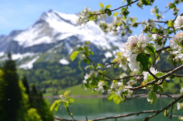 Spring in Switzerland