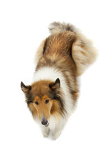 Rough Collie