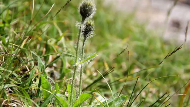 Flower bud swaying to the breeze of the wind on green drass