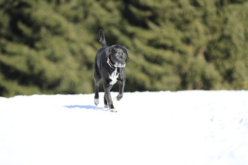 Hund im Schnee