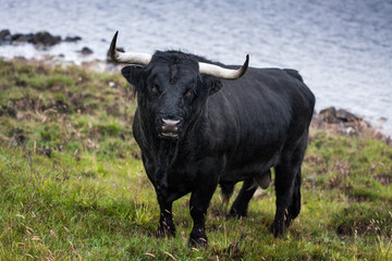 The black bull on pasture