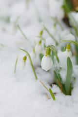 Snowdrops in the snow springtime