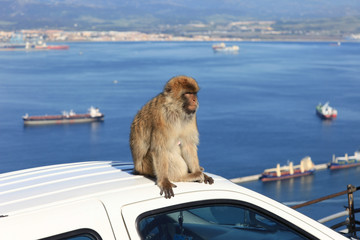 Barbary Ape with Gibraltar Harbor Landscape