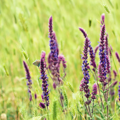 Violet  meadow flower