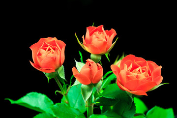 Fototapeta premium orange roses