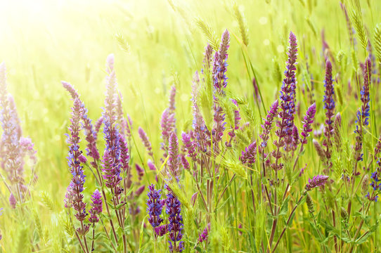 Violet  meadow flower