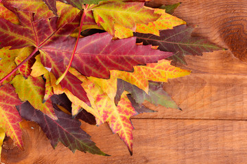 vivid autumn maple leaves on wooden background