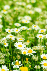 Wild camomile flowers