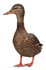 Female Mallard with clipping path, standing in front of white