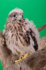 young chick hawk