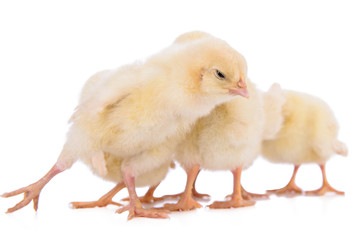 newborn chickens isolated