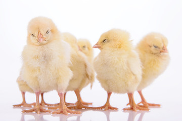 newborn chickens isolated