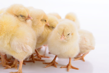 newborn chickens isolated