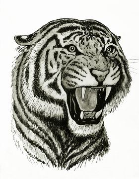 ritratto di tigre che ruggisce