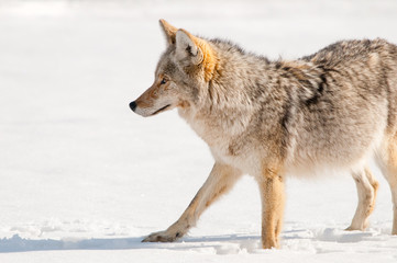 Naklejka premium Coyote hunting in Snow - Yellowstone National Park