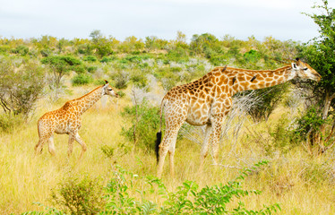 Giraffe Doe and Calf, Kruger National Park