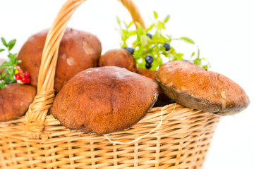 Brown cup mushroom with cranberries and blueberries