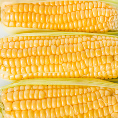 Fresh corn on white background