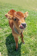 calf © Ivan Kmit