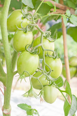 Green tomatoes