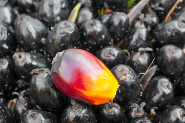 oil Palm Fruits