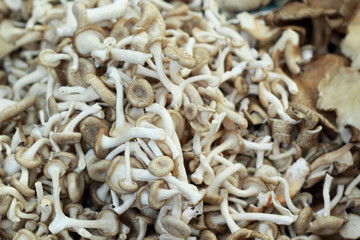 fresh mushrooms in the market