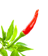 Red chili pepper border
