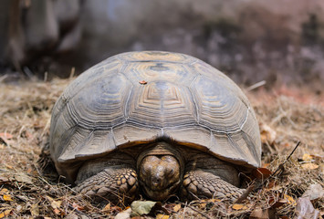 giant tortoise