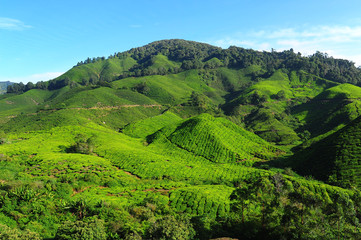 Tea Plantation on the Hill