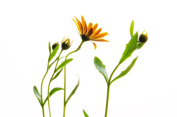 ディモルフォセカ