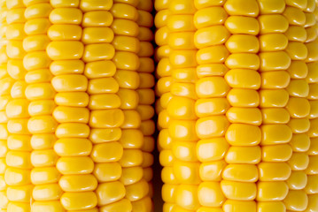 Yellow sweet corn on the background