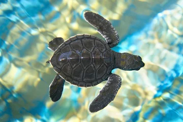 Selbstklebende Fototapete Schildkröte Baby-Meeresschildkröte, die im Wasser schwimmt