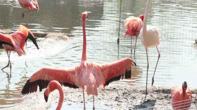 flamingo try to fly