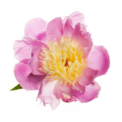 Isolated peony flower
