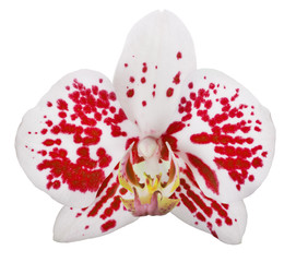 single white orchid flower with red spots