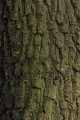 Very dark bark background