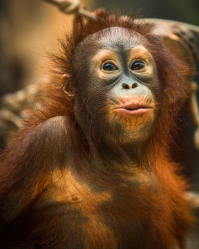 monkey orangutan