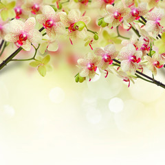 yellow and red orchid flowers © neirfy