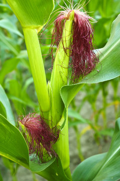 Corn field - close up.