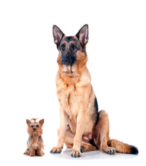 German Shepherd and Yorkshire Terrier isolated on white