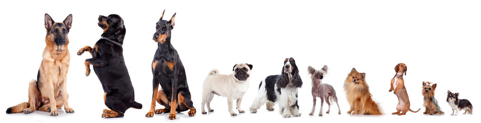 Group of different dogs isolated on white background