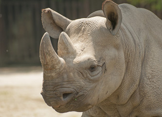 Fototapeta premium Black rhinoceros