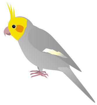 An Illustration of a cockatiel