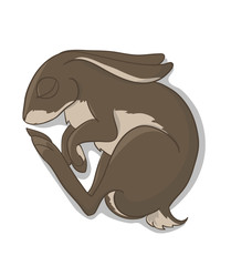Slepping rabbit brown